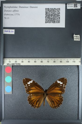 Media type: image;   Entomology 165826
